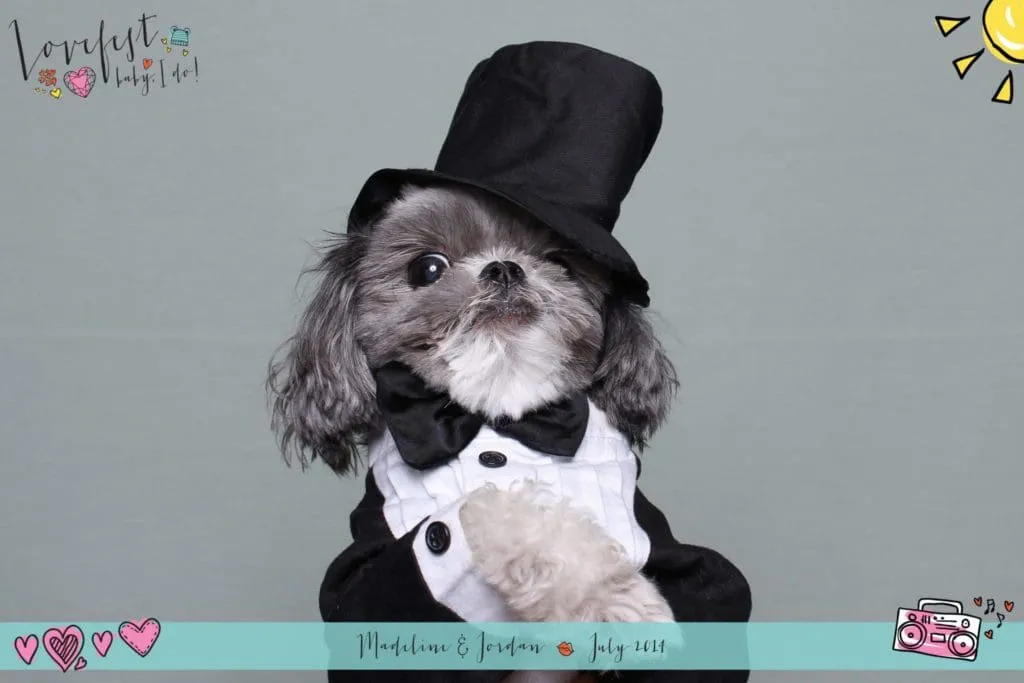 Dog in Formal Photo Booth Attire Small dog wearing black top hat, white formal shirt, and bow tie against neutral background